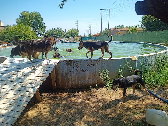 RESIDENCIA CANINA EL MAS