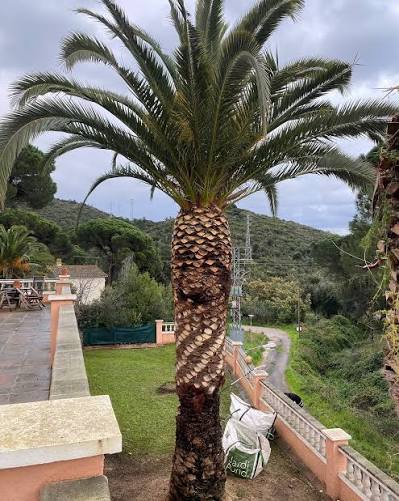 JARDINERIA DEMBELE