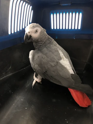 CLINICA VETERINARIA DOMESTICOS Y EXOTICOS PELUDETS