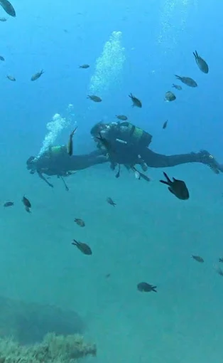 BUCEO MAR DE HIELO