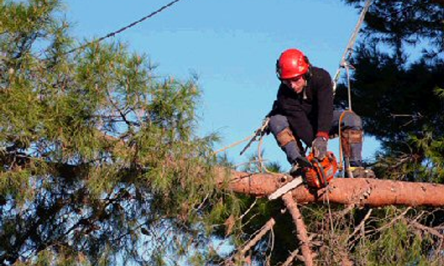 Serbal Servicios Forestales Y Paisajisticos