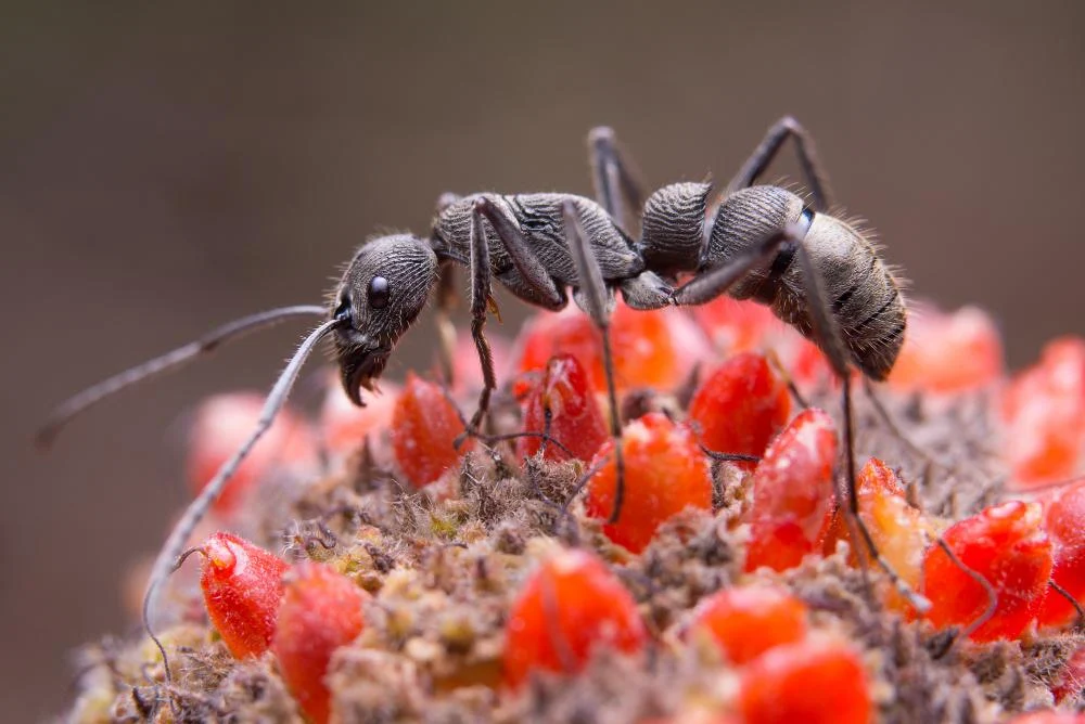 SERVIPLAG NATURA 
